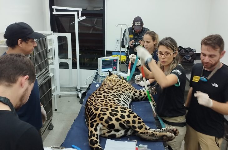 Resgatada de incêndio, onça-pintada volta ao Pantanal após tratamento