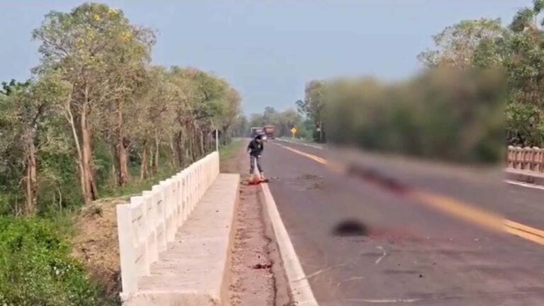 Família de queixadas morre atropelada na BR-262 entre Corumbá e Miranda
