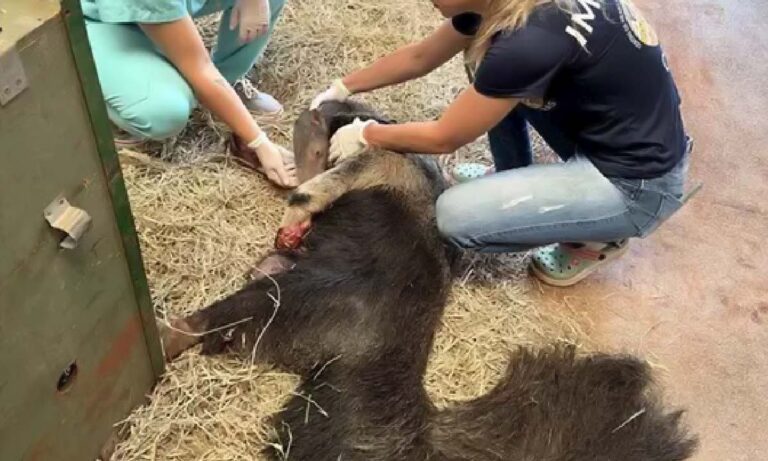Tamanduá sobrevive com patas queimadas até o osso em incêndio no Pantanal