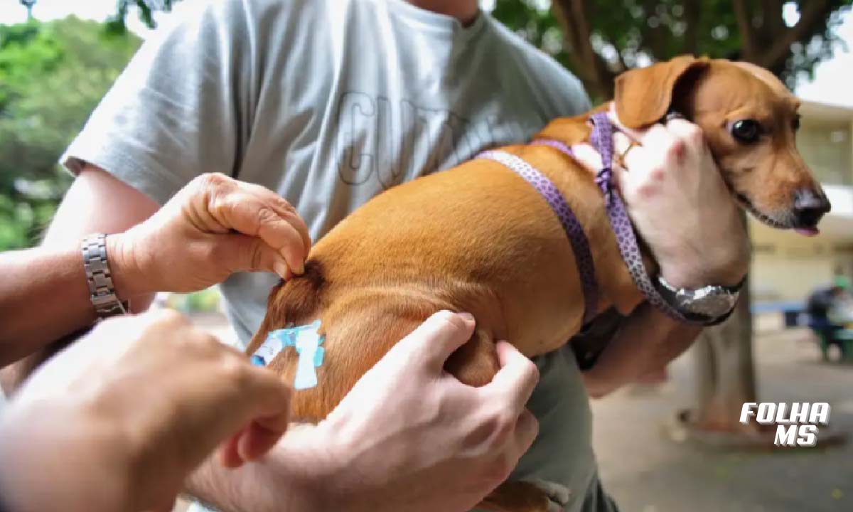 Você está visualizando atualmente Campanha Antirrábica em Ladário começa dia 16 de setembro