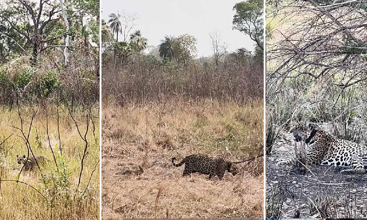 Você está visualizando atualmente Onça-Pintada é vista passeando ao lado do filhote no Pantanal após incêndios