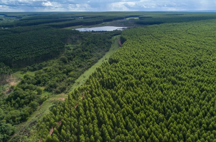 Próximo polo da celulose em MS, Inocência adota estudo de desenvolvimento