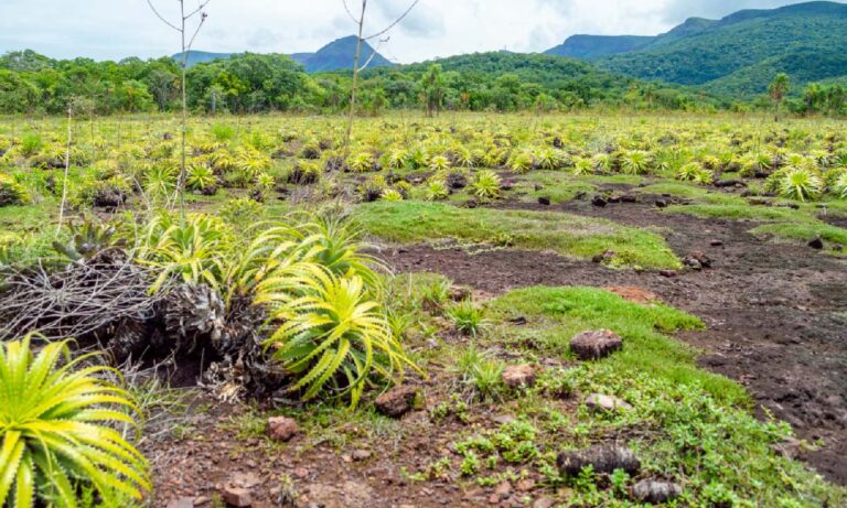Pantanal abriga área preservada por 70 milhões de anos, aponta pesquisa no Maciço do Urucum
