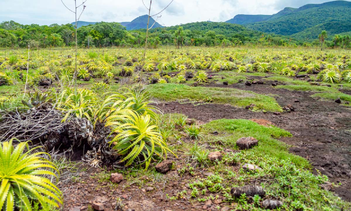 Leia mais sobre o artigo Pantanal abriga área preservada por 70 milhões de anos, aponta pesquisa no Maciço do Urucum