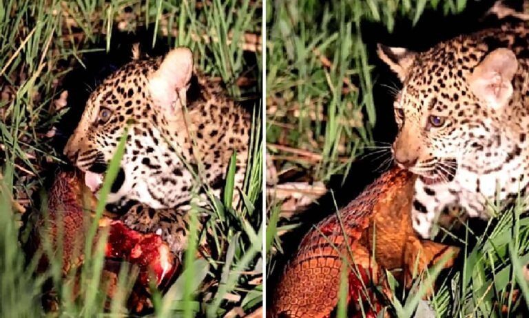 Filhote de onça-pintada é flagrado se alimentando de tatu-peba no Pantanal | vídeo
