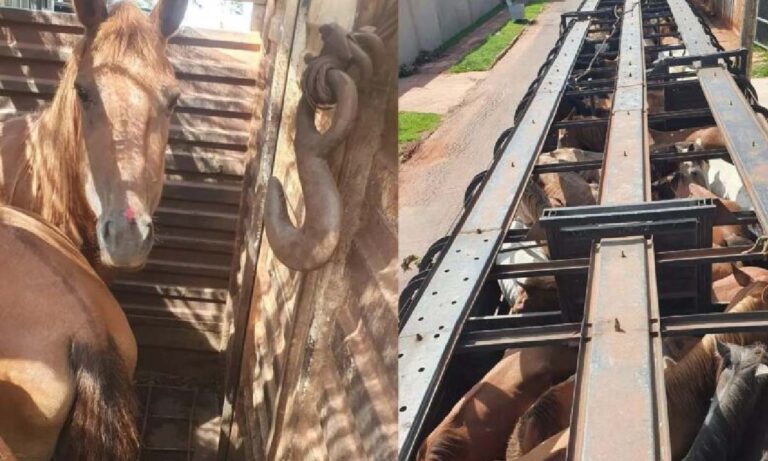 Cavalos e Mulas são resgatados em situação de maus-tratos na MS-166