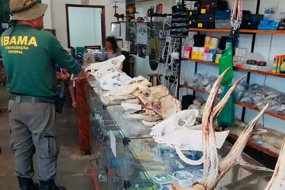 Leia mais sobre o artigo Ibama apreende itens ilegais de animais silvestres em loja de Campo Grande