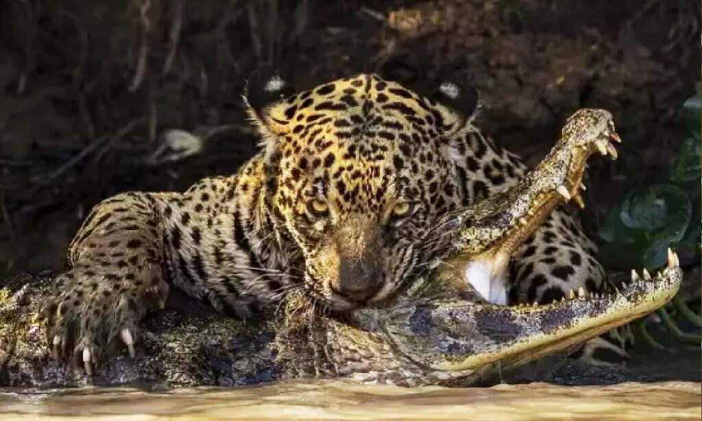 Imagens do Pantanal conquistam premiação em concurso internacional de fotografia 2 onca pantanal