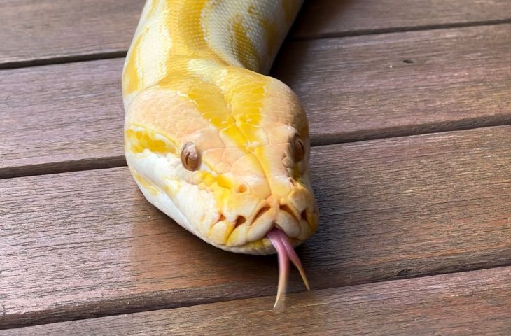 Sem poder voltar à natureza, píton albina terá novo lar no Bioparque Pantanal