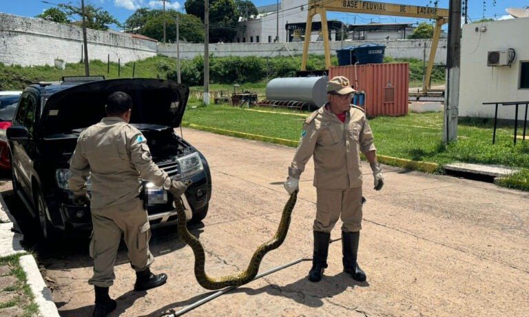 Bombeiros capturam Sucuri de 3 metros dentro de motor de carro em Ladário