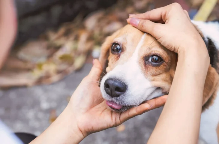 Leia mais sobre o artigo Campanha Dezembro Verde combate o abandono de animais e conscientiza sobre adoção responsável