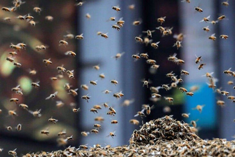 Trabalhador rural de 63 anos morre em Fátima do Sul após ataque de abelhas; vítima era alérgica.