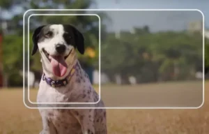 Leia mais sobre o artigo Carteira nacional para pets chega a MS para facilitar controle e a proteção animal