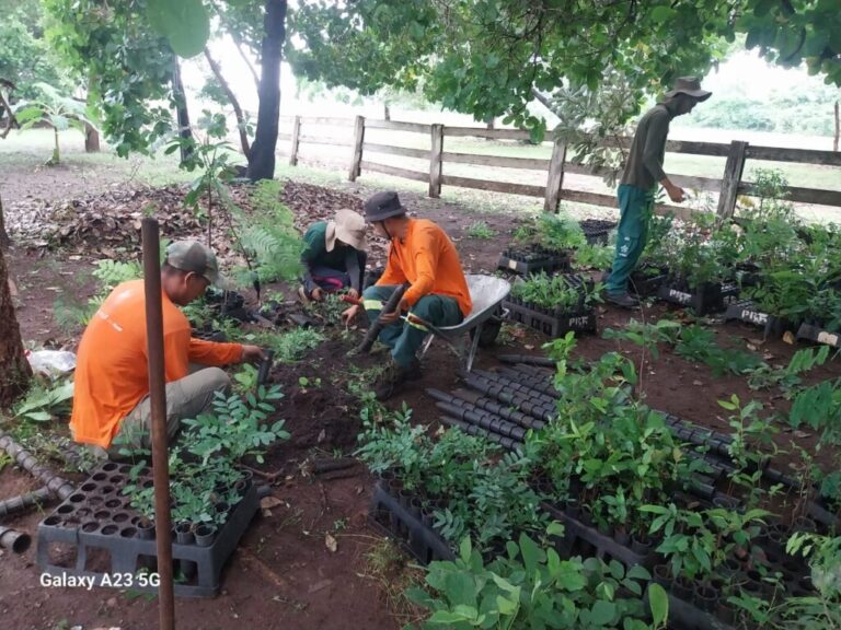 Brigada ambiental do IHP atua na manutenção de viveiro para ações de recuperação do Pantanal