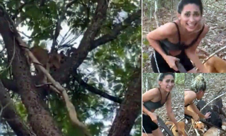 Mulher atira e tortura onça-parda parda até a morte e vídeo é divulgado nas redes sociais