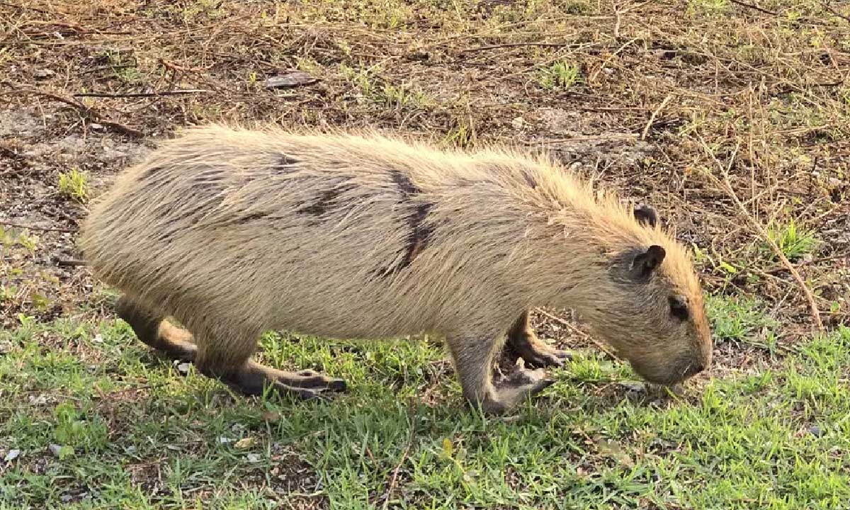 Leia mais sobre o artigo Calor extremo no Pantanal causa mudanças na pelagem das capivaras