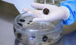 Leia mais sobre o artigo Verme que causa meningite é encontrado em moluscos de 26 cidades do RJ