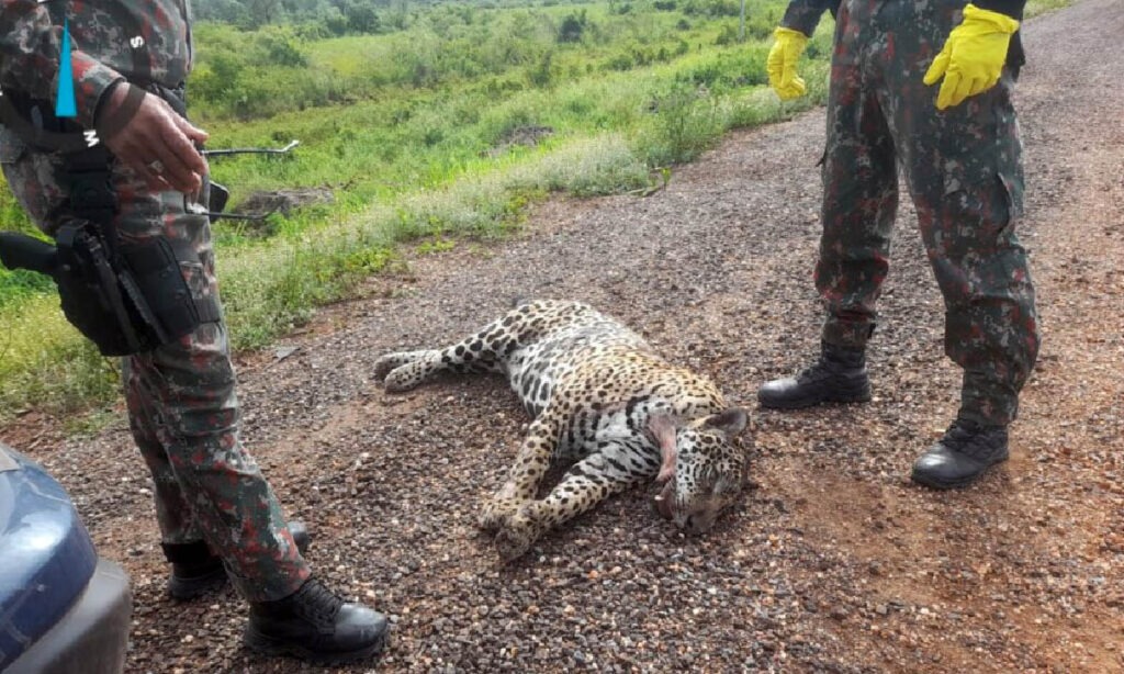 onça-pintada morta por atropelamento na br-262