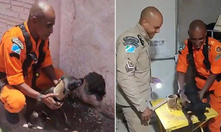 Cachorro preso em cano de muro em Corumbá