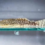 Bioparque Pantanal reforça conservação com mais uma reprodução inédita para a ciência