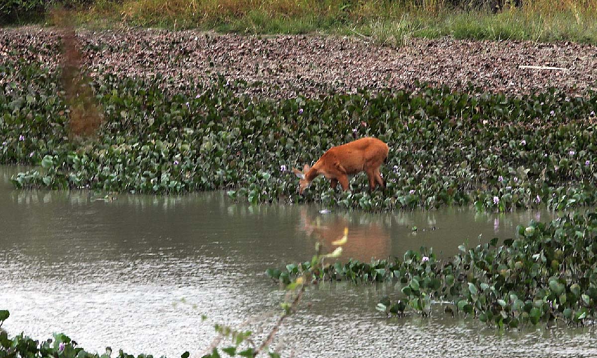 Bioma pantanal