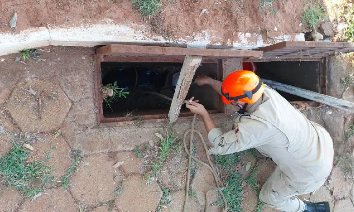 cães são resgatados pelo Corpo de Bombeiros