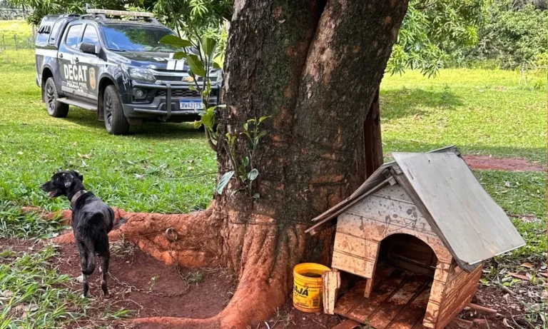 Idoso é preso por maus-tratos a cadela em chácara de Campo Grande