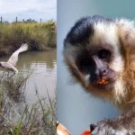 Tuiuiú e macacos-prego resgatados pelo Imasul iniciam ambientação no Pantanal