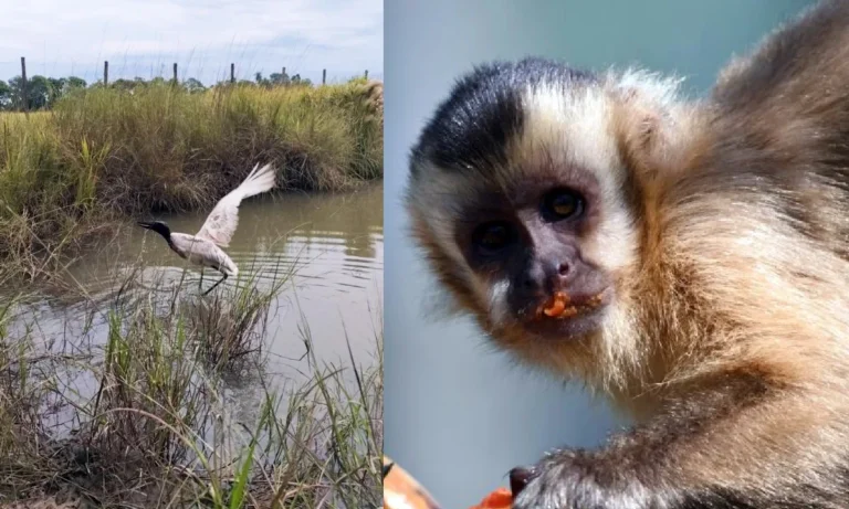 tuiuiú e macacos-prego são reinseridos na natureza