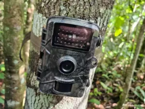 Leia mais sobre o artigo Câmeras são instaladas no Pantanal após ataque fatal de onça-pintada