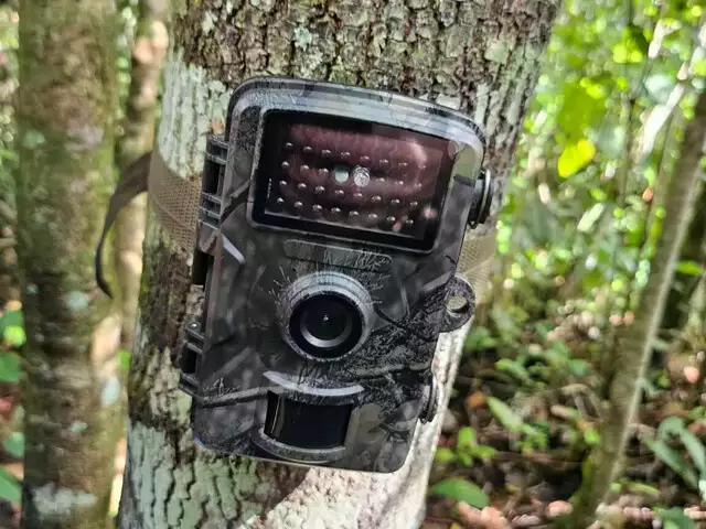 No momento, você está visualizando Câmeras são instaladas no Pantanal após ataque fatal de onça-pintada