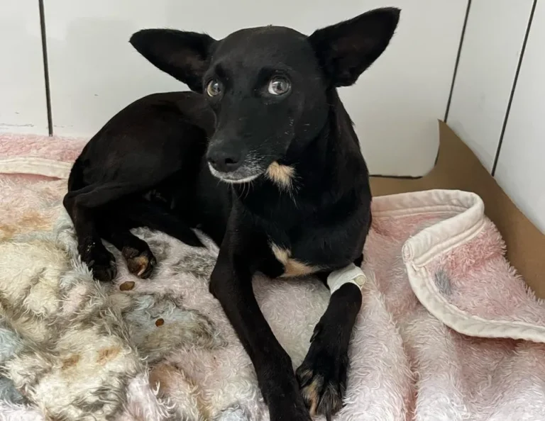 preso por zoofilia contra cadela em caarapó