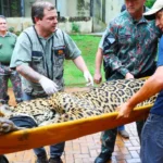 Onça-pintada capturada no Pantanal permanece em tratamento no CRAS