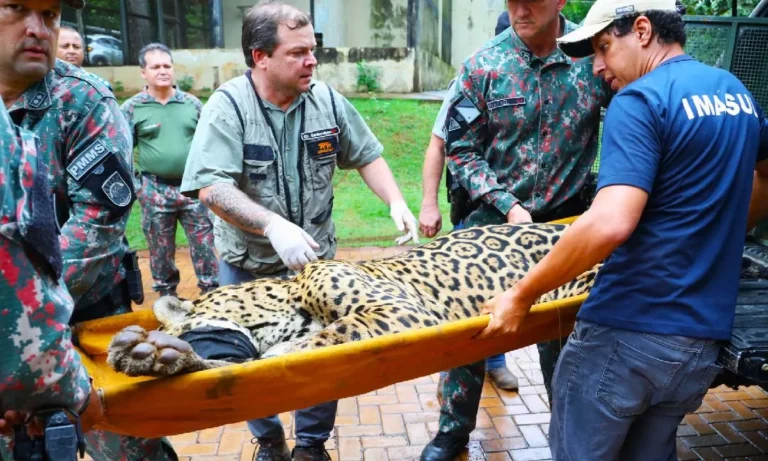 onça-pintada que atacou caseiro