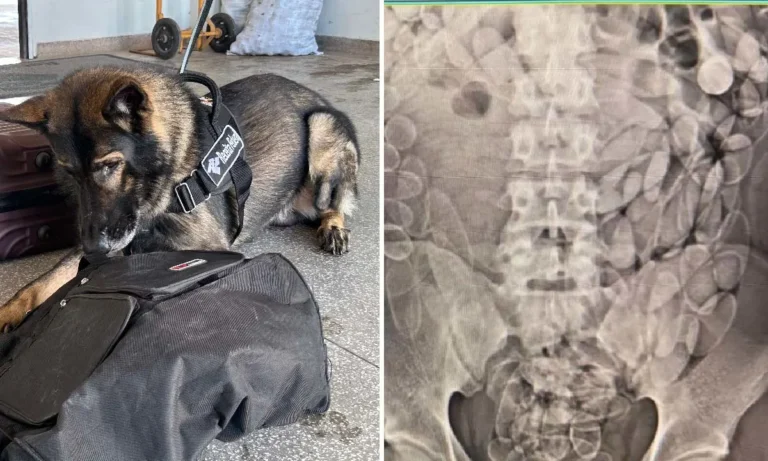 Cocaína no estômago