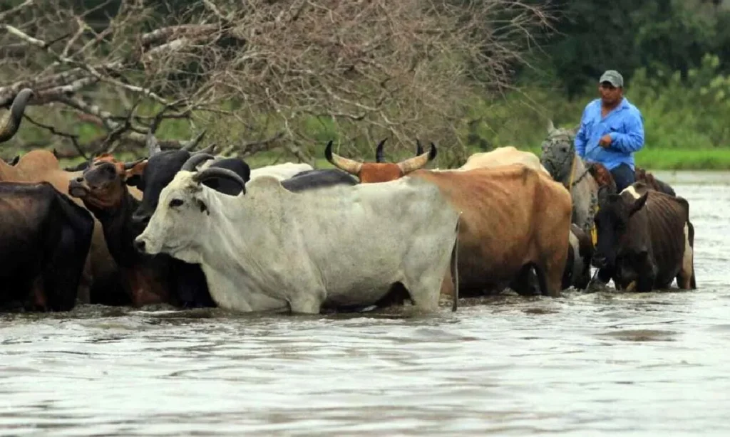 enchente bolivia Morte de mais de 5 mil cabeças de gado