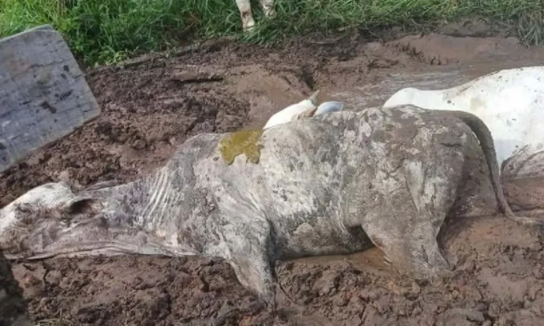 morte de mais de 5 mil cabeças de gado