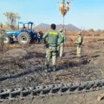 Justiça impede criação de gado em área degradada no Pantanal