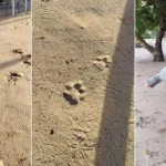Polícia confirma que caseiro foi morto por onça-pintada no Pantanal