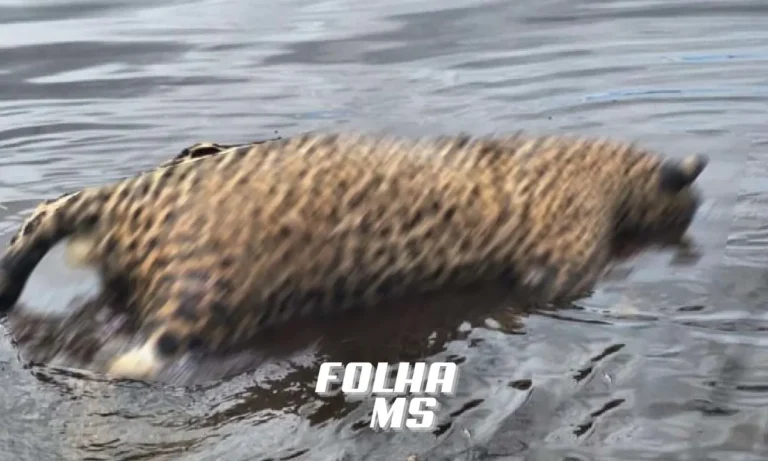 corpo de onça-pintada no rio paraguai