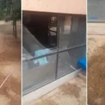 Onça volta ao pesqueiro no Touro Morto e invade área de limpeza de peixes