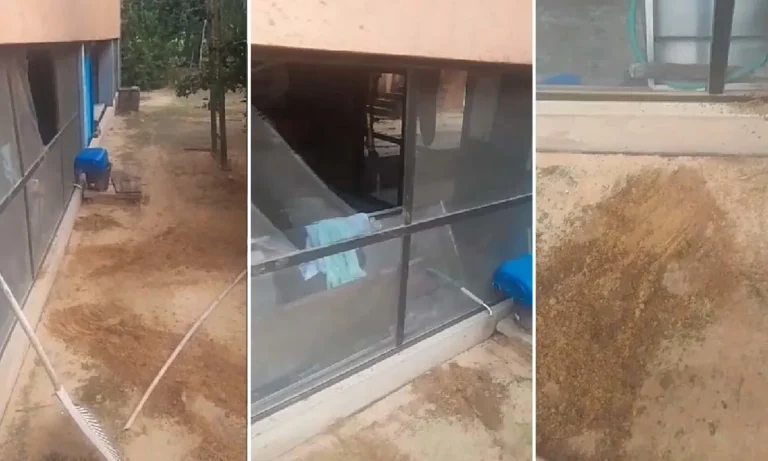 onça voltou a aparecer no pesqueiro Touro Morto