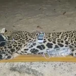 Onça-pintada que matou caseiro no Pantanal é capturada pela PMA