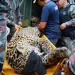 Por que a onça-pintada foi capturada após ataque no Pantanal?