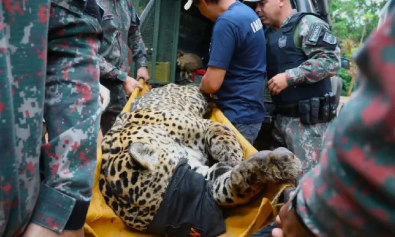 onça-pintada chega ao CRAS