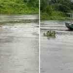 Grupo de professores flagra travessia de onça-pintada no Rio Paraguai