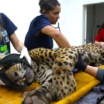 Onça-pintada que atacou homem no Pantanal está debilitada e sob cuidados no CRAS