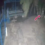 Câmeras mostram onça-pintada rondando pousada semanas antes de ataque no pantanal
