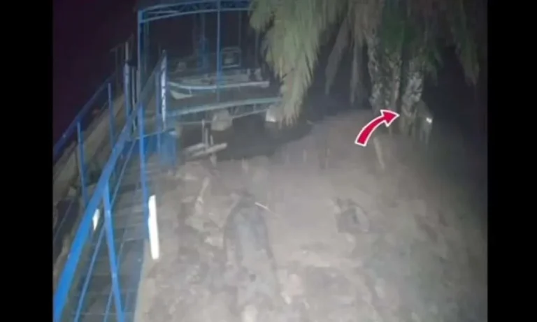 Câmeras mostram onça-pintada