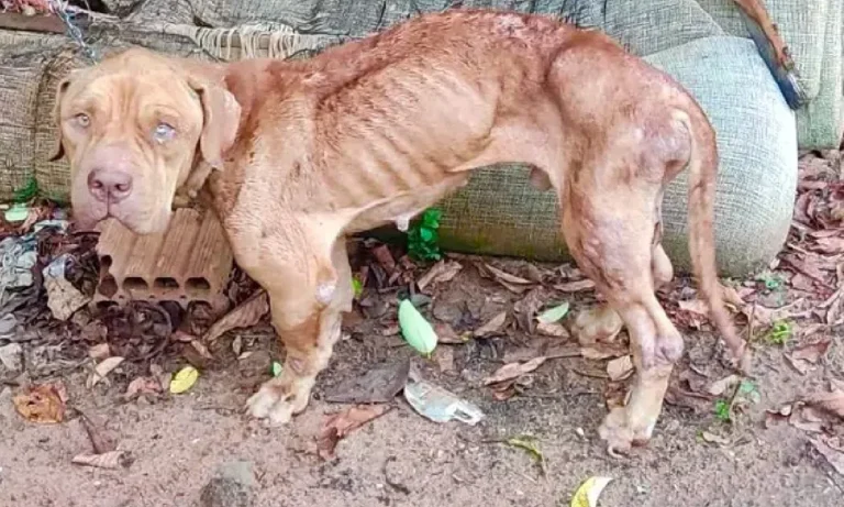 maus-tratos a pitbull em Campo Grande
